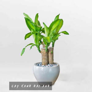 Cây Thiết Mộc Lan