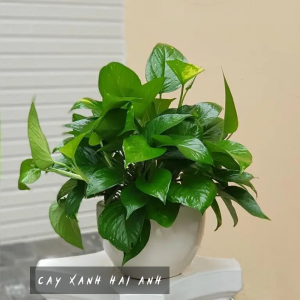 Cây Trầu Bà