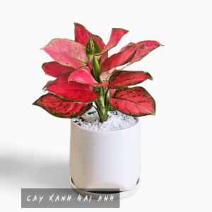 Cây Vạn Lộc